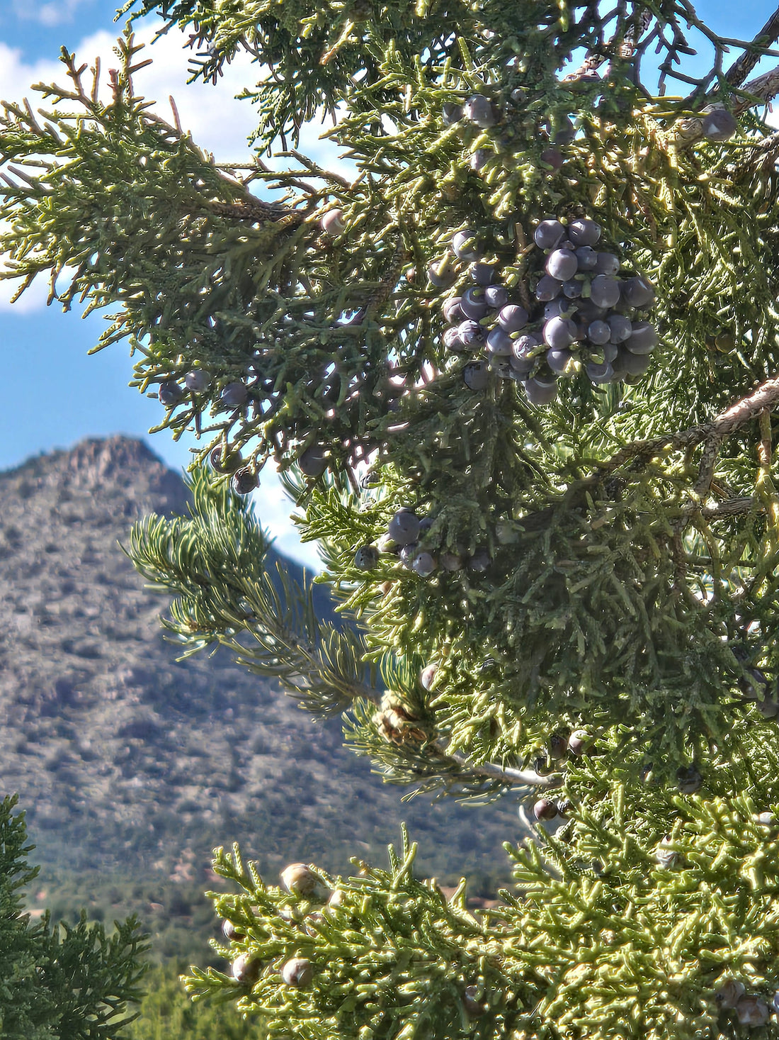 Wild-foraged juniper berries growing on "The Mother," Desert Glow Ranch's most abundant juniper shrub, with a Rocky Mountain backdrop — the antioxidant-rich botanical behind our skincare salves